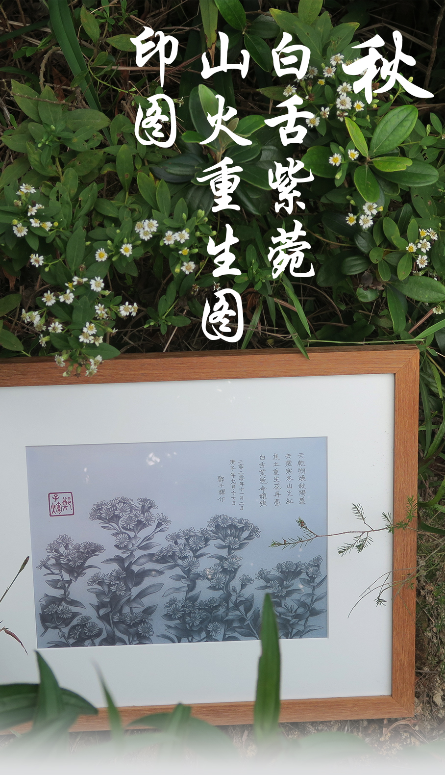 drawing_of_the_regrowth_of_whiteligulate_aster_after_wildfire_print_a3